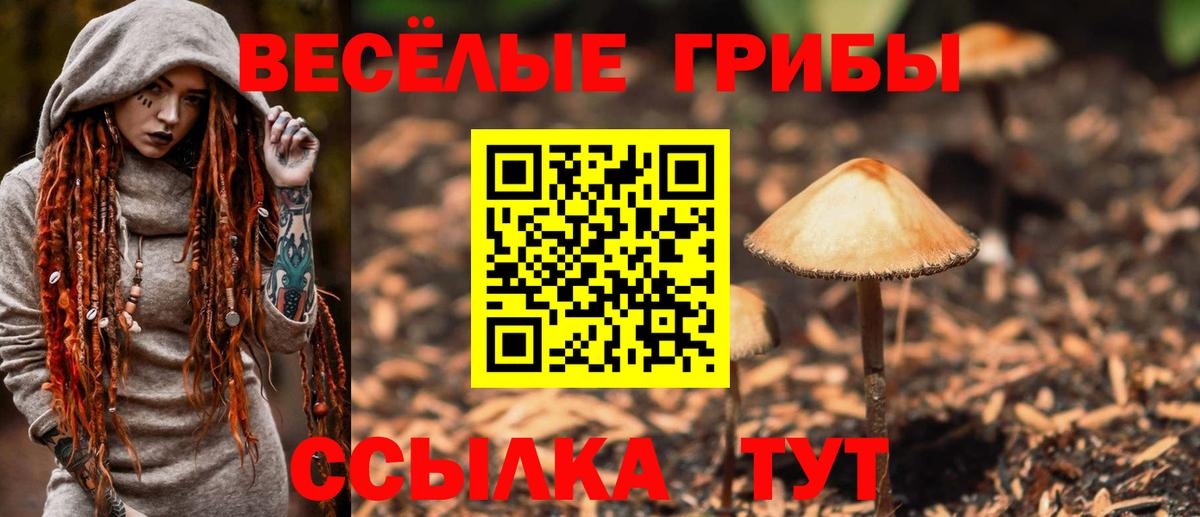 Псилоцибиновые грибы Psilocybe  Псилоцибиновые грибы Psilocybe  Вход с VPN  Черногорск 
